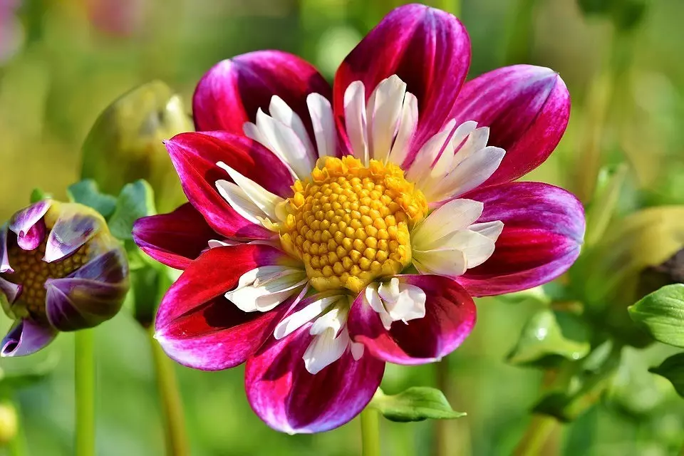 7 country plants that will withstand the brightest sun 9625_15