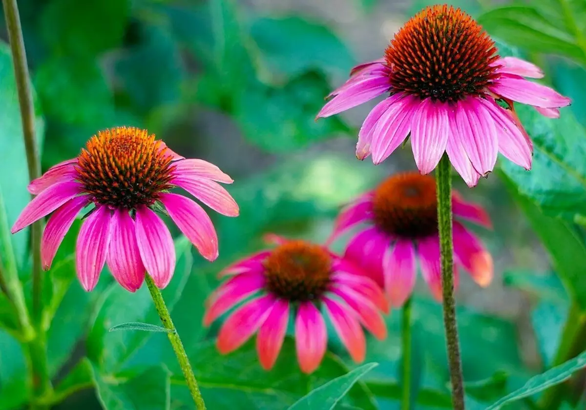 7 country plants that will withstand the brightest sun 9625_18
