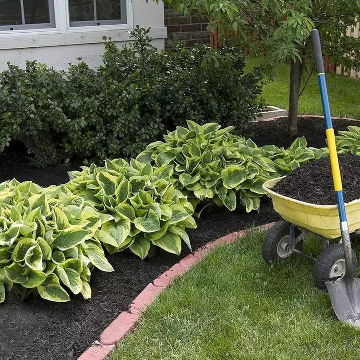 Qué poner en el país en la sombra: 9 plantas que crecerán fácilmente allí. 9631_19