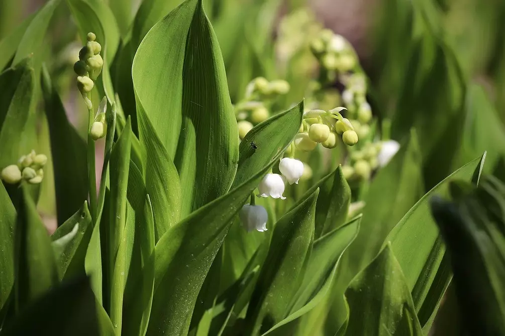 Wat te doen in het land in de schaduw: 9 planten die er gemakkelijk zullen groeien 9631_25