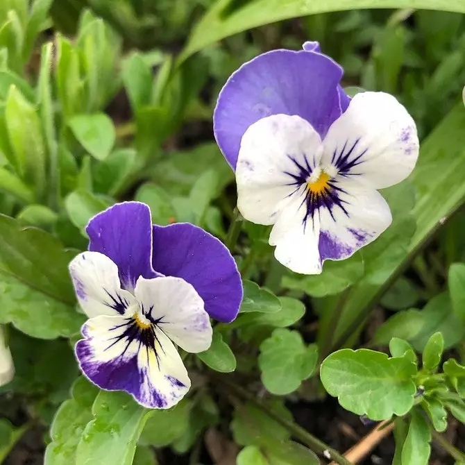 Que poñer no país á sombra: 9 plantas que crecerán facilmente alí 9631_28