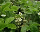 Qué poner en el país en la sombra: 9 plantas que crecerán fácilmente allí. 9631_40