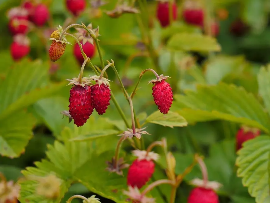 What to put in the country in the shade: 9 plants that will grow easily there 9631_41