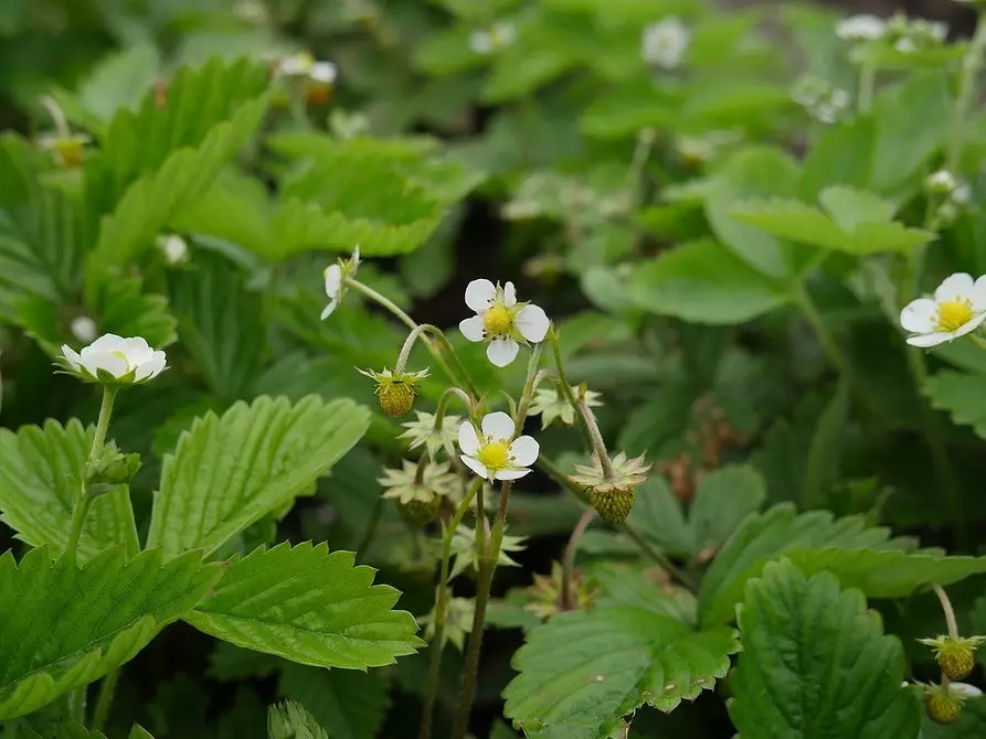 Ki sa ki mete nan peyi a nan lonbraj la: 9 plant ki ap grandi fasil la 9631_42