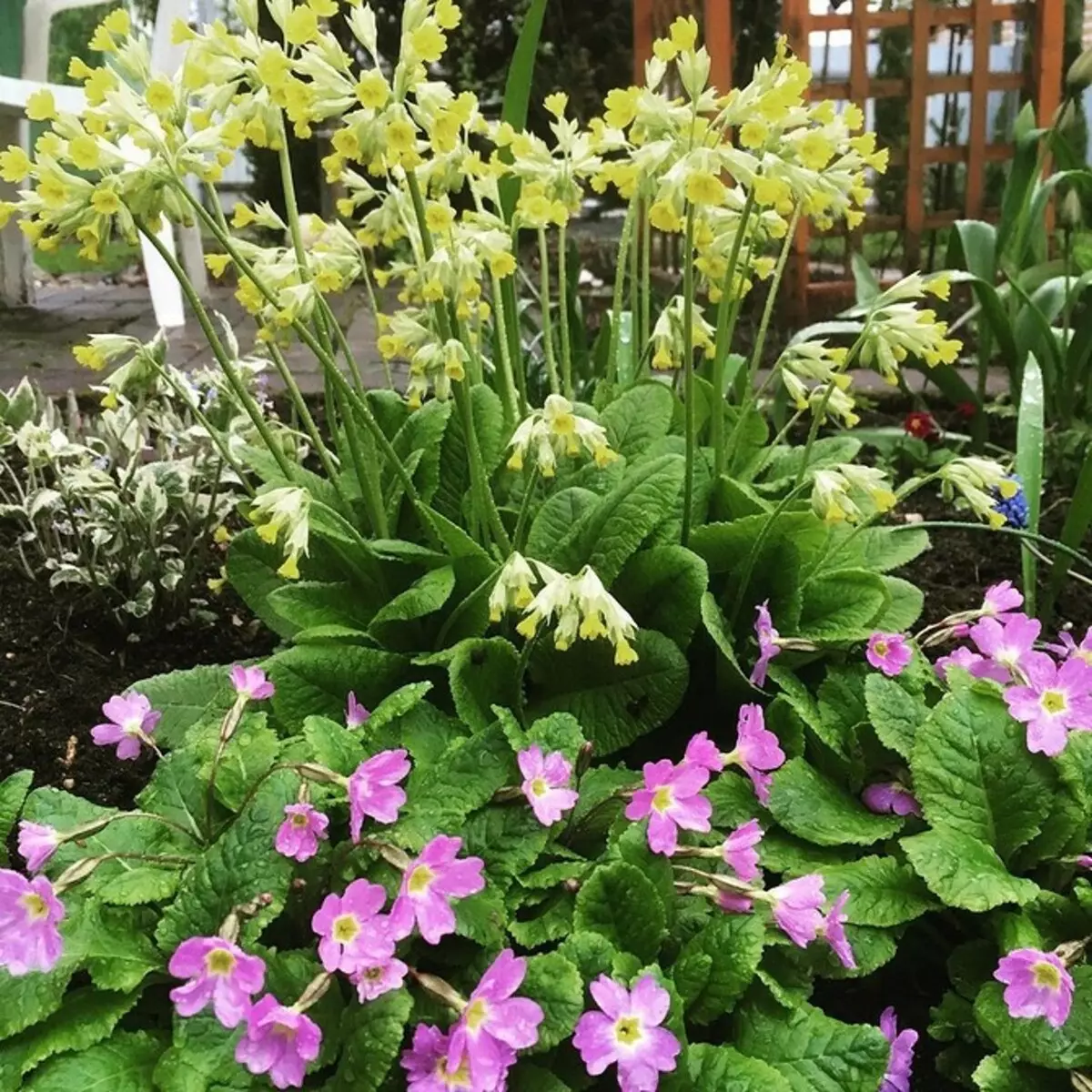 Qué poner en el país en la sombra: 9 plantas que crecerán fácilmente allí. 9631_5