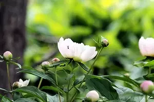 6 садових чагарників, які красиво цвітуть навесні 9640_1