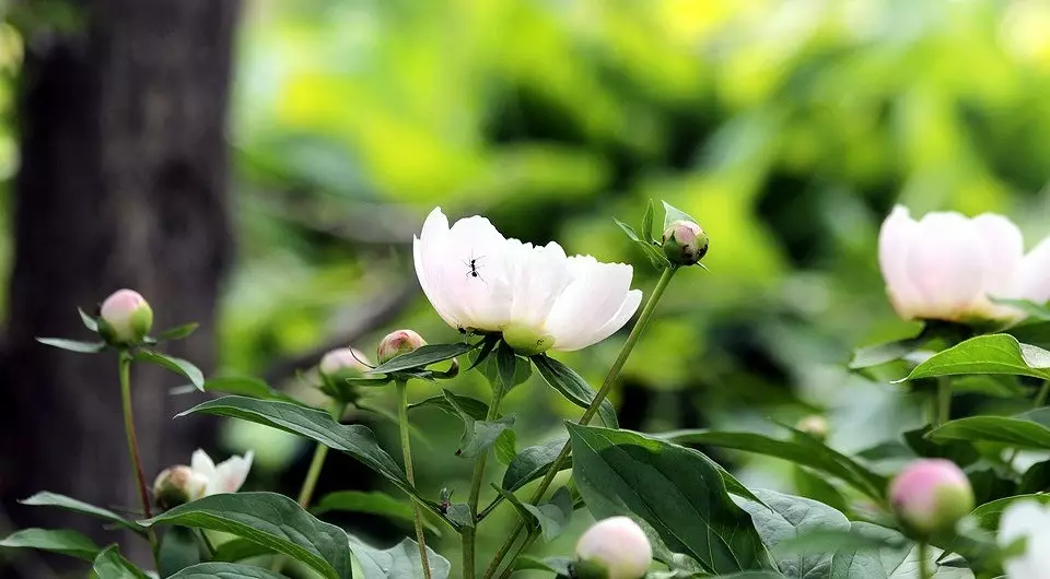 6 садових чагарників, які красиво цвітуть навесні