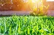 Green Rasen Dir hutt doheem: Wielt Rasen Gras