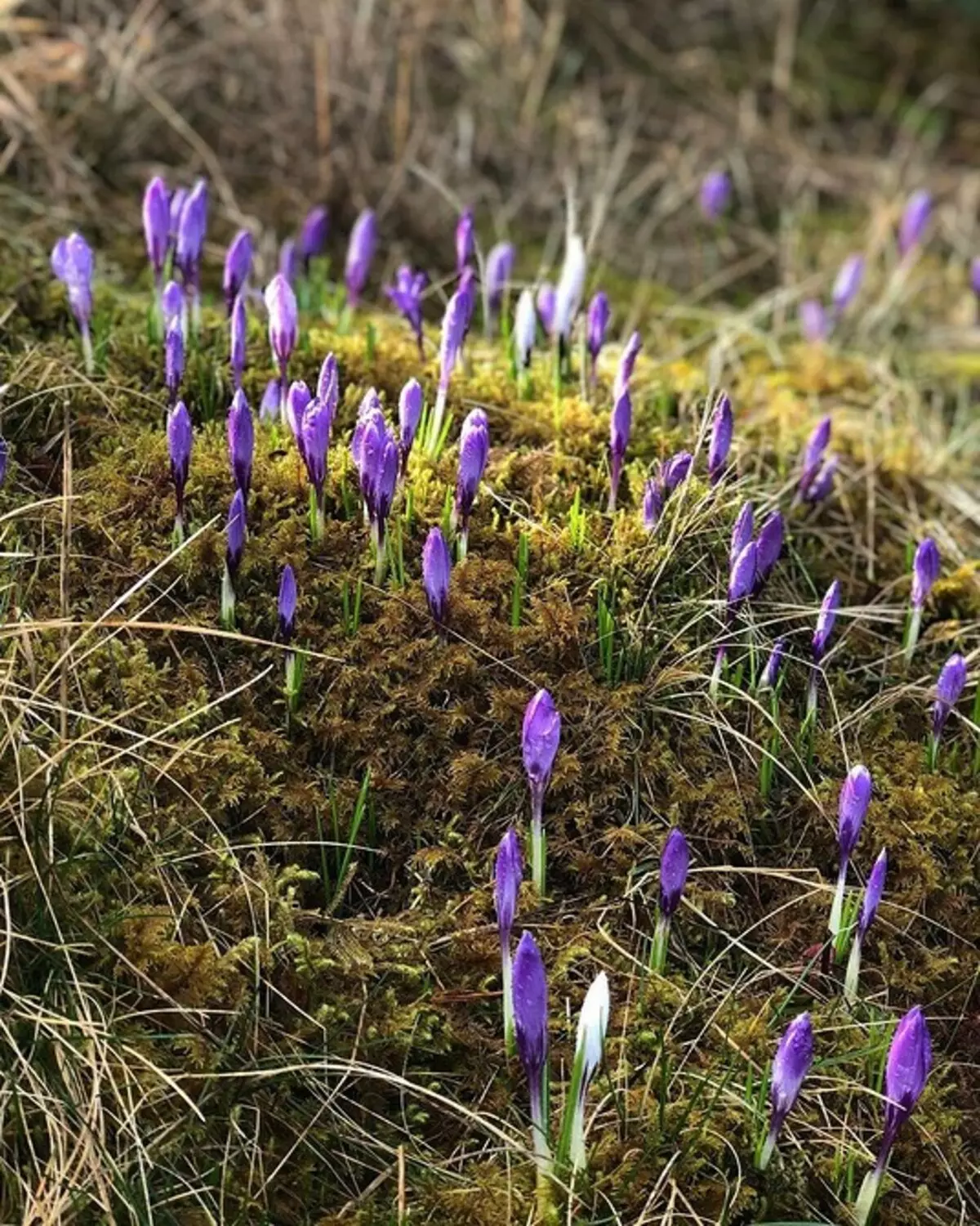 7 Paras vinkki puutarhan suunnitteluun (kuten maiseman suunnittelija) 9655_21