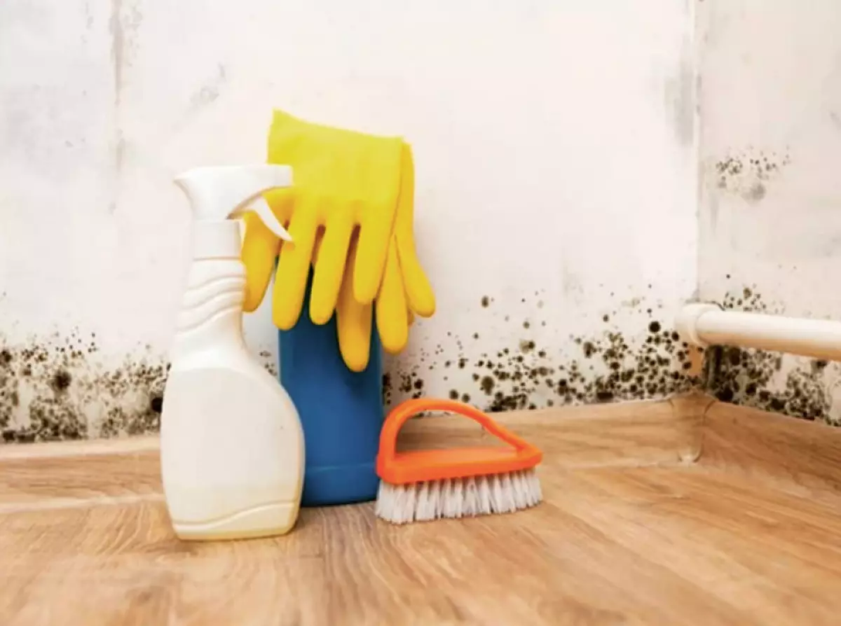 Cum să eliminați mucegaiul de pe perete în orele de apartament și pentru totdeauna: moduri eficiente 9842_6